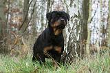 ROTTWEILER 426